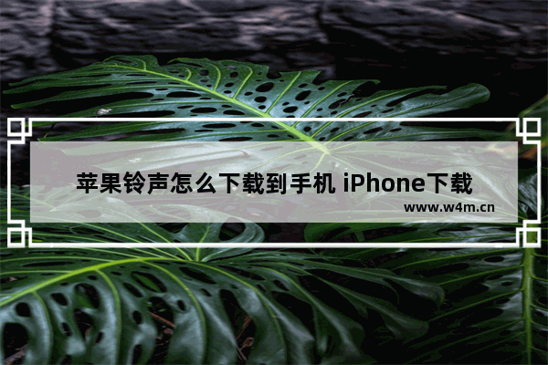 苹果铃声怎么下载到手机 iPhone下载歌曲的方法