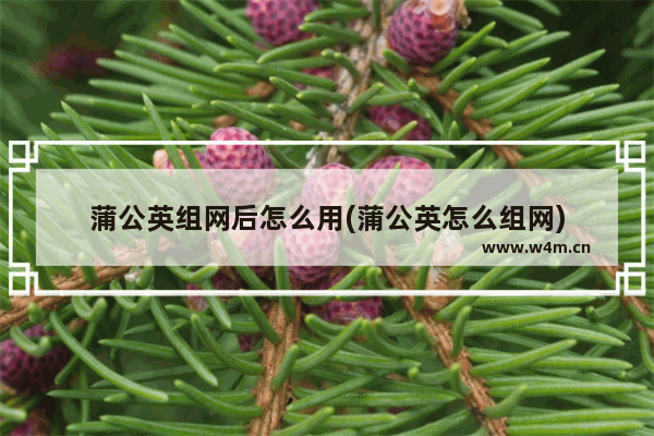 蒲公英组网后怎么用(蒲公英怎么组网)