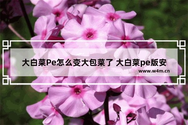 大白菜Pe怎么变大包菜了 大白菜pe版安装方法