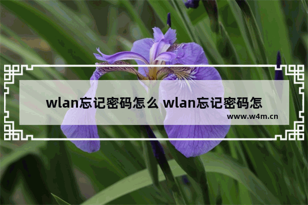 wlan忘记密码怎么 wlan忘记密码怎么在手机上查找