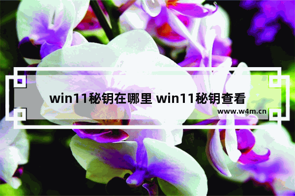 win11秘钥在哪里 win11秘钥查看方法