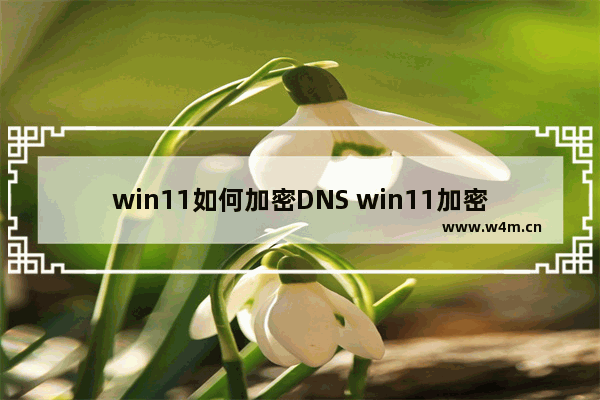 win11如何加密DNS win11加密DNS操作教程