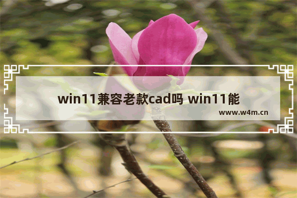 win11兼容老款cad吗 win11能够安装老款cad吗