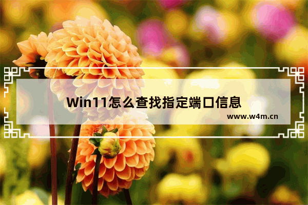 Win11怎么查找指定端口信息