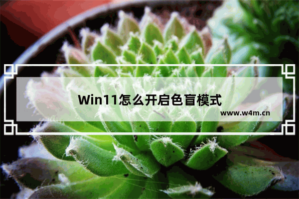 Win11怎么开启色盲模式