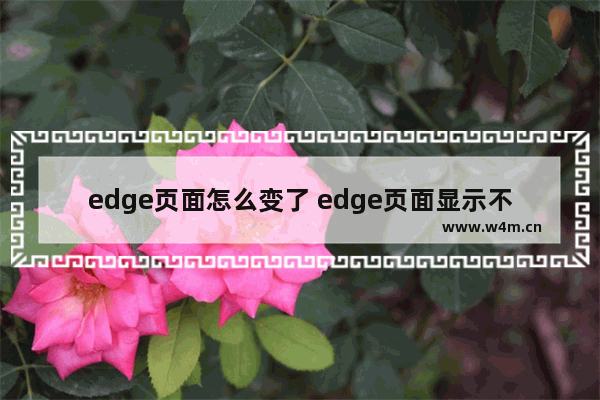 edge页面怎么变了 edge页面显示不全