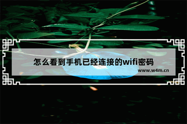 怎么看到手机已经连接的wifi密码