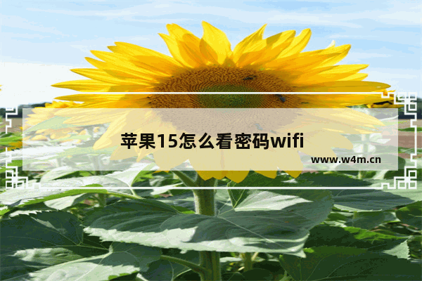 苹果15怎么看密码wifi