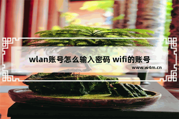 wlan账号怎么输入密码 wifi的账号在哪里设置