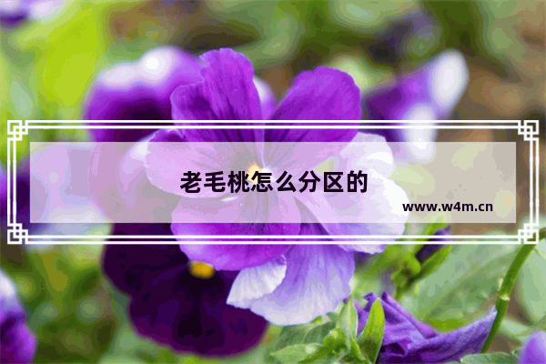 老毛桃怎么分区的