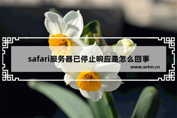 safari服务器已停止响应是怎么回事