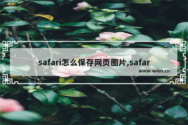 safari怎么保存网页图片,safari保存网页为长图不全