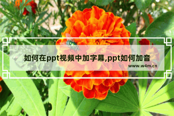 如何在ppt视频中加字幕,ppt如何加音频字幕