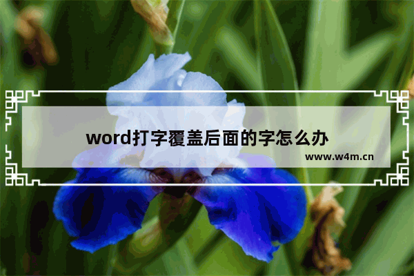 word打字覆盖后面的字怎么办