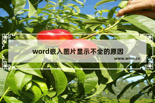 word嵌入图片显示不全的原因