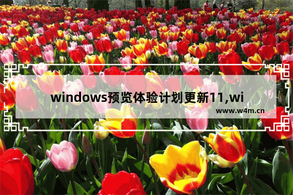 windows预览体验计划更新11,win10预览版系统更新