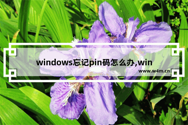 windows忘记pin码怎么办,windows10的pin码忘记了