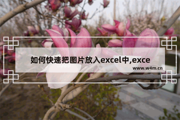 如何快速把图片放入excel中,excel自动调用图片