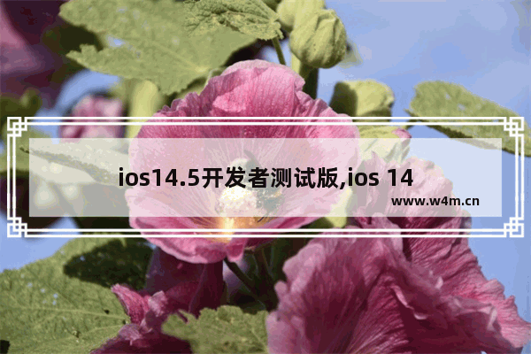 ios14.5开发者测试版,ios 14开发者测试版beta 4