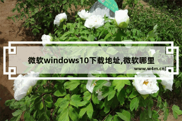 微软windows10下载地址,微软哪里下载win10