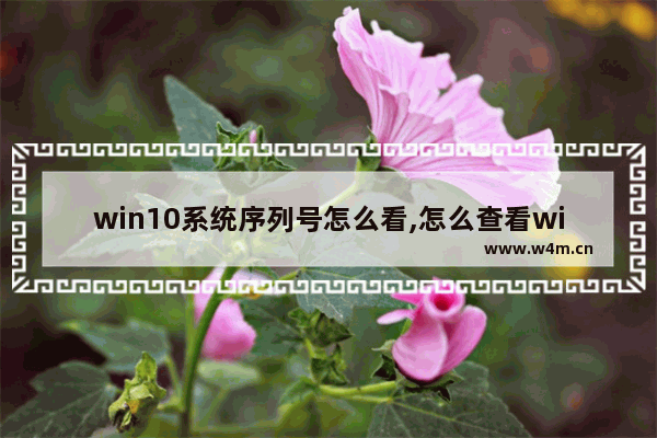 win10系统序列号怎么看,怎么查看win10序列号