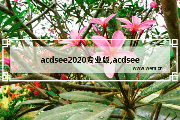 acdsee2020专业版,acdsee最新版本