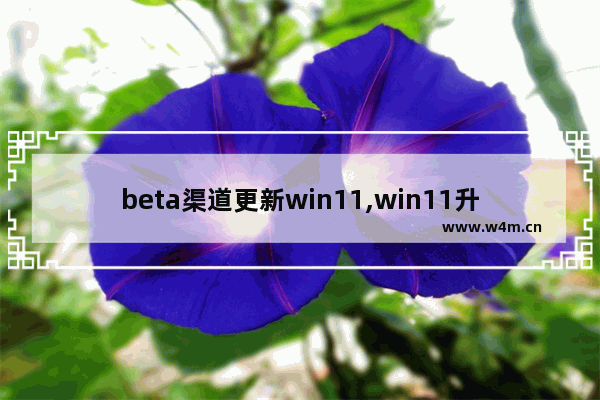 beta渠道更新win11,win11升级beta