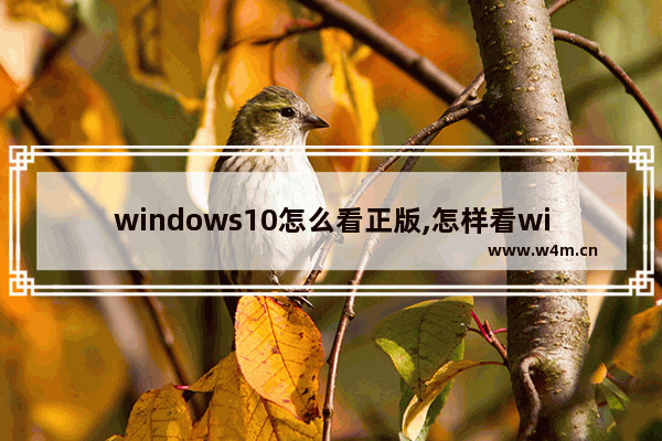 windows10怎么看正版,怎样看win10是不是正版