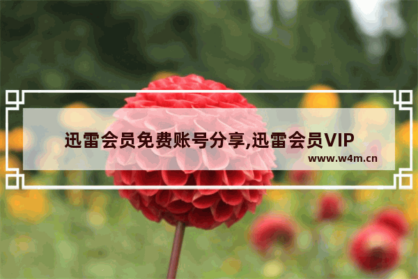 迅雷会员免费账号分享,迅雷会员VIP