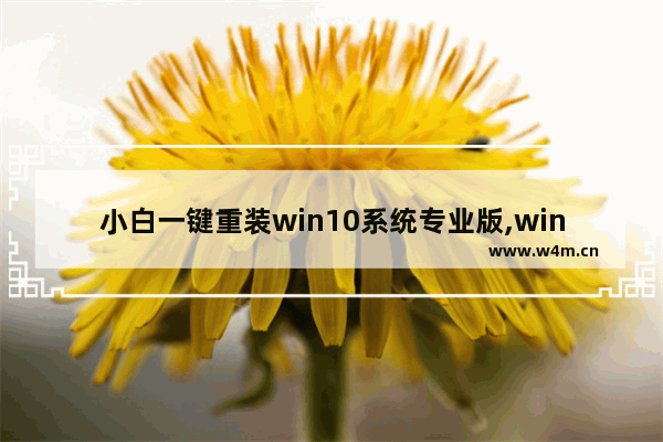 小白一键重装win10系统专业版,win10专业版一键重装系统