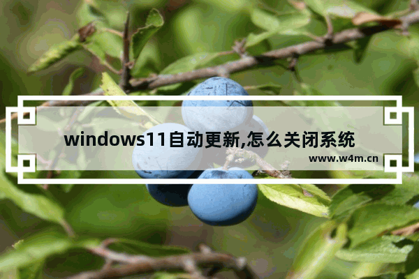 windows11自动更新,怎么关闭系统自动更新win11