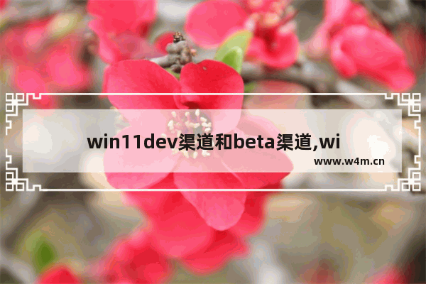 win11dev渠道和beta渠道,windows11选dev渠道还是beta渠道