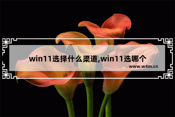 win11选择什么渠道,win11选哪个渠道