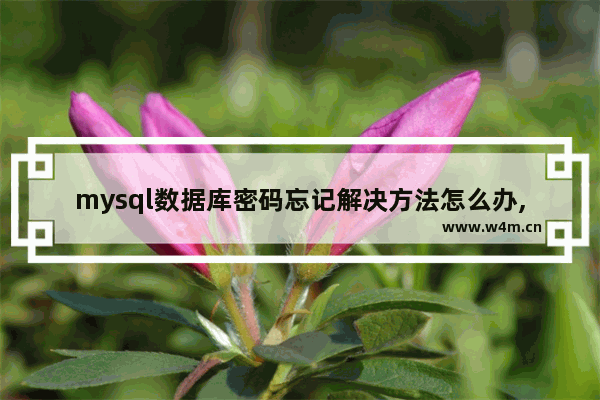 mysql数据库密码忘记解决方法怎么办,mysql数据库密码忘记怎么办