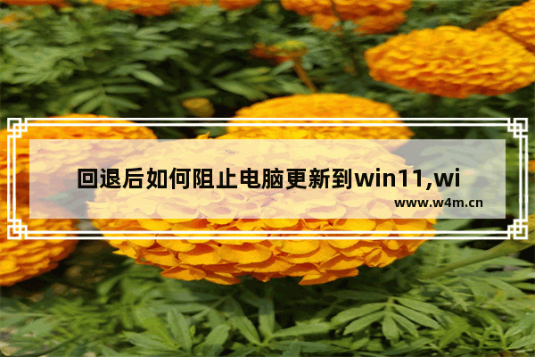 回退后如何阻止电脑更新到win11,windows11怎么退出账户