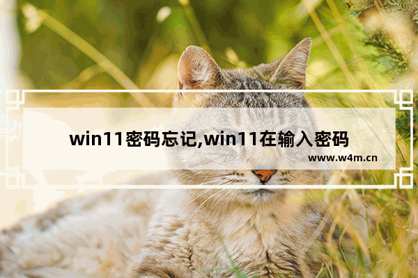 win11密码忘记,win11在输入密码死机