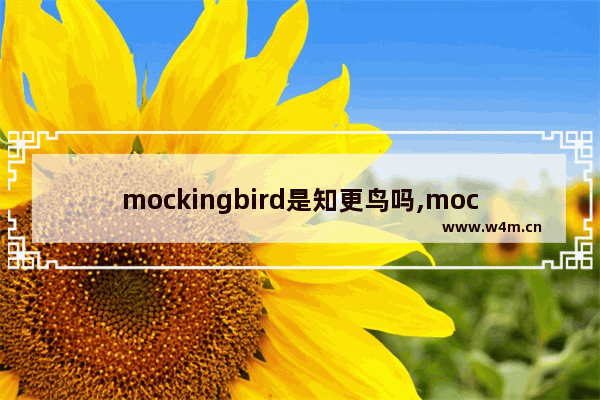 mockingbird是知更鸟吗,mockingbird是什么意思