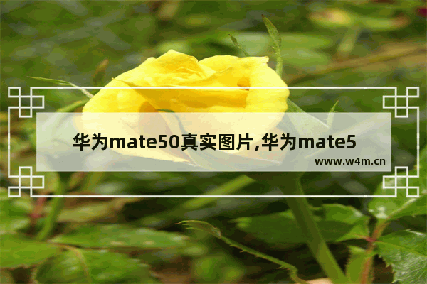 华为mate50真实图片,华为mate50pro真实图片 折叠