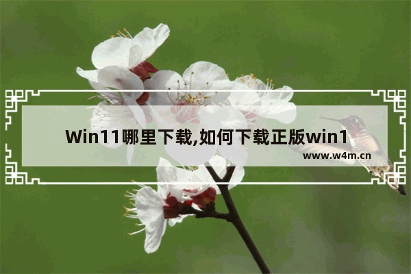 Win11哪里下载,如何下载正版win11