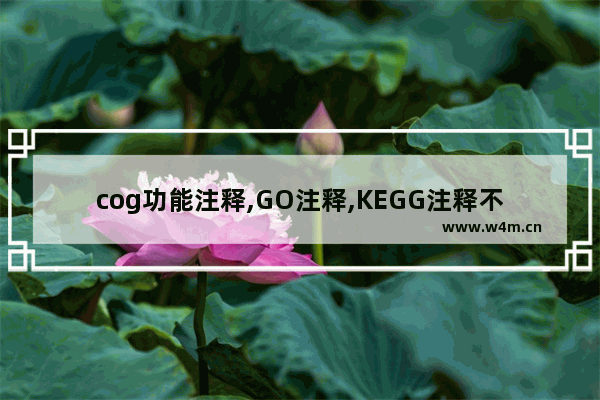 cog功能注释,GO注释,KEGG注释不一致,go语言 注解