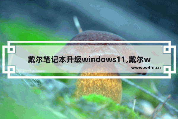 戴尔笔记本升级windows11,戴尔win10怎么升级win11