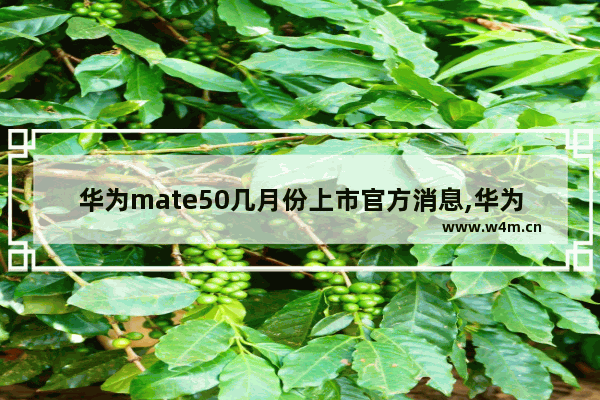 华为mate50几月份上市官方消息,华为mate50上市时间及图片