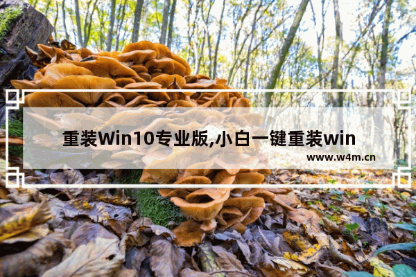 重装Win10专业版,小白一键重装win10系统专业版