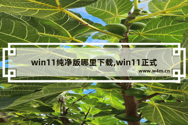 win11纯净版哪里下载,win11正式版安装教程