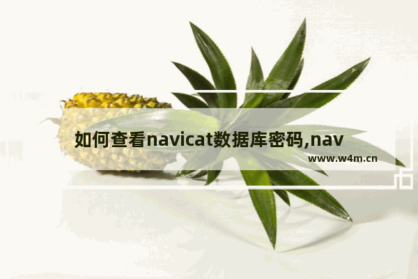 如何查看navicat数据库密码,navicat密码忘了怎么办