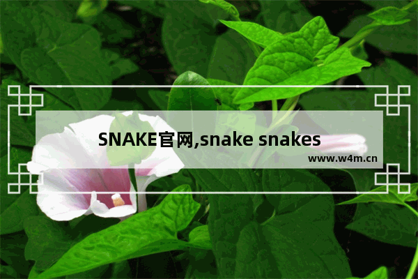 SNAKE官网,snake snakes