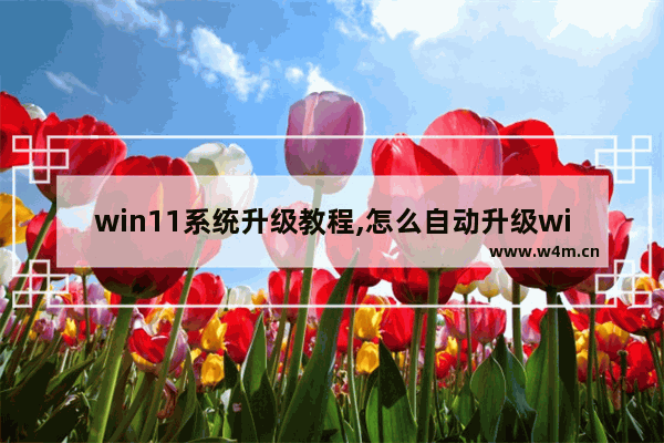 win11系统升级教程,怎么自动升级windows11系统