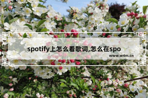 spotify上怎么看歌词,怎么在spotify看歌词