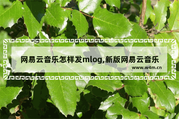 网易云音乐怎样发mlog,新版网易云音乐怎么发mlog