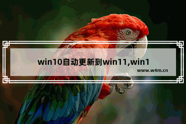 win10自动更新到win11,win11可以更新